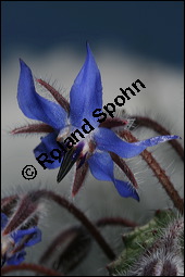 Einjähriger Borretsch, Gurkenkraut, Borago officinalis, Boraginaceae, Borago officinalis, Borretsch, Einjähriger Borretsch, Boretsch, Gurkenkraut, Blühend Kauf von 00433borago_officinalisimg_6192.jpg