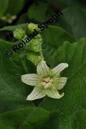 Rote Zaunrübe, Zweihäusige Zaunrübe, Rotfrüchtige Zaunrübe, Bryonia dioica, Bryonia cretica ssp. dioica, Cucurbitaceae, Bryonia dioica, Bryonia cretica ssp. dioica, Rotfrüchtige Zaunrübe, Zweihäusige Zaunrübe, Rote Zaunrübe, Falsche Alraune, Blühend männlich und weiblich, männlich (große Blüte) und weiblich (kleine Blüte mit Fruchtknoten) Kauf von 00439_bryonia_dioica_dsc_1143.jpg