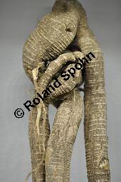 Rote Zaunrübe, Zweihäusige Zaunrübe, Rotfrüchtige Zaunrübe, Bryonia dioica, Bryonia cretica ssp. dioica, Cucurbitaceae, Bryonia dioica, Bryonia cretica ssp. dioica, Rotfrüchtige Zaunrübe, Zweihäusige Zaunrübe, Rote Zaunrübe, Falsche Alraune, Blühend männlich und weiblich, männlich (große Blüte) und weiblich (kleine Blüte mit Fruchtknoten) Kauf von 00439_bryonia_dioica_dsc_1823.jpg