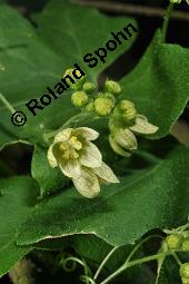 Rote Zaunrübe, Zweihäusige Zaunrübe, Rotfrüchtige Zaunrübe, Bryonia dioica, Bryonia cretica ssp. dioica, Cucurbitaceae, Bryonia dioica, Bryonia cretica ssp. dioica, Rotfrüchtige Zaunrübe, Zweihäusige Zaunrübe, Rote Zaunrübe, Falsche Alraune, Blühend männlich und weiblich, männlich (große Blüte) und weiblich (kleine Blüte mit Fruchtknoten) Kauf von 00439_bryonia_dioica_dsc_1841.jpg