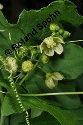 Rote Zaunrübe, Zweihäusige Zaunrübe, Rotfrüchtige Zaunrübe, Bryonia dioica, Bryonia cretica ssp. dioica, Cucurbitaceae, Bryonia dioica, Bryonia cretica ssp. dioica, Rotfrüchtige Zaunrübe, Zweihäusige Zaunrübe, Rote Zaunrübe, Falsche Alraune, Blühend männlich und weiblich, männlich (große Blüte) und weiblich (kleine Blüte mit Fruchtknoten) Kauf von 00439_bryonia_dioica_dsc_1844.jpg