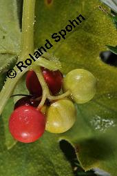 Rote Zaunrübe, Zweihäusige Zaunrübe, Rotfrüchtige Zaunrübe, Bryonia dioica, Bryonia cretica ssp. dioica, Cucurbitaceae, Bryonia dioica, Bryonia cretica ssp. dioica, Rotfrüchtige Zaunrübe, Zweihäusige Zaunrübe, Rote Zaunrübe, Falsche Alraune, Blühend männlich und weiblich, männlich (große Blüte) und weiblich (kleine Blüte mit Fruchtknoten) Kauf von 00439_bryonia_dioica_dsc_3908.jpg