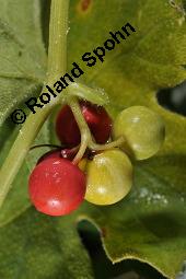 Rote Zaunrübe, Zweihäusige Zaunrübe, Rotfrüchtige Zaunrübe, Bryonia dioica, Bryonia cretica ssp. dioica, Cucurbitaceae, Bryonia dioica, Bryonia cretica ssp. dioica, Rotfrüchtige Zaunrübe, Zweihäusige Zaunrübe, Rote Zaunrübe, Falsche Alraune, Blühend männlich und weiblich, männlich (große Blüte) und weiblich (kleine Blüte mit Fruchtknoten) Kauf von 00439_bryonia_dioica_dsc_3909.jpg