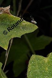 Rote Zaunrübe, Zweihäusige Zaunrübe, Rotfrüchtige Zaunrübe, Bryonia dioica, Bryonia cretica ssp. dioica, Cucurbitaceae, Bryonia dioica, Bryonia cretica ssp. dioica, Rotfrüchtige Zaunrübe, Zweihäusige Zaunrübe, Rote Zaunrübe, Falsche Alraune, Blühend männlich und weiblich, männlich (große Blüte) und weiblich (kleine Blüte mit Fruchtknoten) Kauf von 00439_bryonia_dioica_dsc_3911.jpg