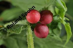 Rote Zaunrübe, Zweihäusige Zaunrübe, Rotfrüchtige Zaunrübe, Bryonia dioica, Bryonia cretica ssp. dioica, Cucurbitaceae, Bryonia dioica, Bryonia cretica ssp. dioica, Rotfrüchtige Zaunrübe, Zweihäusige Zaunrübe, Rote Zaunrübe, Falsche Alraune, Blühend männlich und weiblich, männlich (große Blüte) und weiblich (kleine Blüte mit Fruchtknoten) Kauf von 00439_bryonia_dioica_dsc_3933.jpg