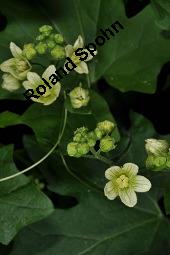 Rote Zaunrübe, Zweihäusige Zaunrübe, Rotfrüchtige Zaunrübe, Bryonia dioica, Bryonia cretica ssp. dioica, Cucurbitaceae, Bryonia dioica, Bryonia cretica ssp. dioica, Rotfrüchtige Zaunrübe, Zweihäusige Zaunrübe, Rote Zaunrübe, Falsche Alraune, Blühend männlich und weiblich, männlich (große Blüte) und weiblich (kleine Blüte mit Fruchtknoten) Kauf von 00439_byonia_dioica_dsc_1862.jpg