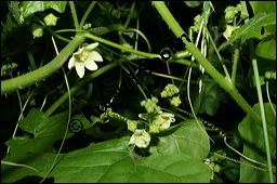 Rote Zaunrübe, Zweihäusige Zaunrübe, Rotfrüchtige Zaunrübe, Bryonia dioica, Bryonia cretica ssp. dioica, Cucurbitaceae, Bryonia dioica, Bryonia cretica ssp. dioica, Rotfrüchtige Zaunrübe, Zweihäusige Zaunrübe, Rote Zaunrübe, Falsche Alraune, Blühend männlich und weiblich, männlich (große Blüte) und weiblich (kleine Blüte mit Fruchtknoten) Kauf von 00439bryonia_dioicaimg_1985.jpg