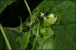 Rote Zaunrübe, Zweihäusige Zaunrübe, Rotfrüchtige Zaunrübe, Bryonia dioica, Bryonia cretica ssp. dioica, Cucurbitaceae, Bryonia dioica, Bryonia cretica ssp. dioica, Rotfrüchtige Zaunrübe, Zweihäusige Zaunrübe, Rote Zaunrübe, Falsche Alraune, Blühend männlich und weiblich, männlich (große Blüte) und weiblich (kleine Blüte mit Fruchtknoten) Kauf von 00439bryonia_dioicaimg_8173.jpg