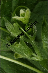 Rote Zaunrübe, Zweihäusige Zaunrübe, Rotfrüchtige Zaunrübe, Bryonia dioica, Bryonia cretica ssp. dioica, Cucurbitaceae, Bryonia dioica, Bryonia cretica ssp. dioica, Rotfrüchtige Zaunrübe, Zweihäusige Zaunrübe, Rote Zaunrübe, Falsche Alraune, Blühend männlich und weiblich, männlich (große Blüte) und weiblich (kleine Blüte mit Fruchtknoten) Kauf von 00439bryonia_dioicaimg_8174.jpg