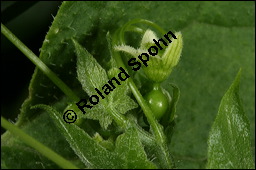 Rote Zaunrübe, Zweihäusige Zaunrübe, Rotfrüchtige Zaunrübe, Bryonia dioica, Bryonia cretica ssp. dioica, Cucurbitaceae, Bryonia dioica, Bryonia cretica ssp. dioica, Rotfrüchtige Zaunrübe, Zweihäusige Zaunrübe, Rote Zaunrübe, Falsche Alraune, Blühend männlich und weiblich, männlich (große Blüte) und weiblich (kleine Blüte mit Fruchtknoten) Kauf von 00439bryonia_dioicaimg_8175.jpg
