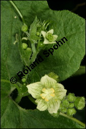 Rote Zaunrübe, Zweihäusige Zaunrübe, Rotfrüchtige Zaunrübe, Bryonia dioica, Bryonia cretica ssp. dioica, Cucurbitaceae, Bryonia dioica, Bryonia cretica ssp. dioica, Rotfrüchtige Zaunrübe, Zweihäusige Zaunrübe, Rote Zaunrübe, Falsche Alraune, Blühend männlich und weiblich, männlich (große Blüte) und weiblich (kleine Blüte mit Fruchtknoten) Kauf von 00439bryonia_dioicaimg_8178.jpg