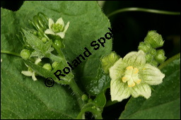 Rote Zaunrübe, Zweihäusige Zaunrübe, Rotfrüchtige Zaunrübe, Bryonia dioica, Bryonia cretica ssp. dioica, Cucurbitaceae, Bryonia dioica, Bryonia cretica ssp. dioica, Rotfrüchtige Zaunrübe, Zweihäusige Zaunrübe, Rote Zaunrübe, Falsche Alraune, Blühend männlich und weiblich, männlich (große Blüte) und weiblich (kleine Blüte mit Fruchtknoten) Kauf von 00439bryonia_dioicaimg_8179.jpg