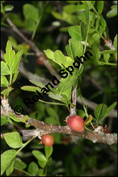 Duftender Weißgummibaum, Bursera fagaroides, Burseraceae, Bursera fagaroides, Duftender Weißgummibaum, fruchtend Kauf von 00441bursera_fagaroidesimg_8011.jpg