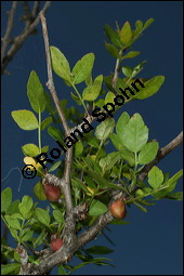 Duftender Weißgummibaum, Bursera fagaroides, Burseraceae, Bursera fagaroides, Duftender Weißgummibaum, fruchtend Kauf von 00441bursera_fagaroidesimg_8013.jpg