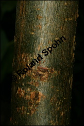 Birkenblättriger Weißgummibaum, Bursera simaruba, Bursera gummifera, Burseraceae, Bursera simaruba, Bursera gummifera, Birkenblättriger Weißgummibaum, Beblättert Kauf von 00442bursera_simarubaimg_7704.jpg