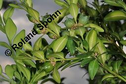 Gewöhnlicher Buchsbaum, Europäischer Buchsbaum, Buxus sempervirens, Buxaceae, Buxus sempervirens, Gewöhnlicher Buchsbaum, Europäischer Buchsbaum, fruchtend Kauf von 00443_buxus_sempervirens_dsc_4733.jpg