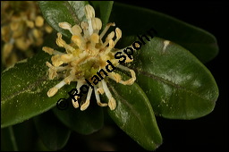 Gewöhnlicher Buchsbaum, Europäischer Buchsbaum, Buxus sempervirens, Buxaceae, Buxus sempervirens, Gewöhnlicher Buchsbaum, Europäischer Buchsbaum, fruchtend Kauf von 00443buxus_sempervirensimg_5734.jpg