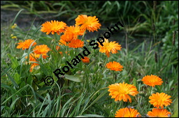 Garten-Ringelblume, Calendula officinalis, Asteraceae, Calendula officinalis, Garten-Ringelblume, Echte Ringelblume, Blühend Kauf von 00445calendula_officinalisimg_4295.jpg