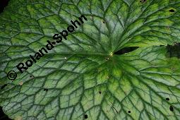 Sumpfdotterblume, Sumpf-Dotterblume, Caltha palustris, Ranunculaceae, Caltha palustris, Sumpf-Dotterblume, Sumpfdotterblume, Habitus blühend Kauf von 00448_caltha_palustris_dsc_6283.jpg