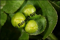 Sumpfdotterblume, Sumpf-Dotterblume, Caltha palustris, Ranunculaceae, Caltha palustris, Sumpf-Dotterblume, Sumpfdotterblume, Habitus blühend Kauf von 00448caltha_palustrisimg_5883.jpg