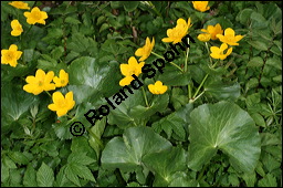 Sumpfdotterblume, Sumpf-Dotterblume, Caltha palustris, Ranunculaceae, Caltha palustris, Sumpf-Dotterblume, Sumpfdotterblume, Habitus blühend Kauf von 00448caltha_palustrisimg_6733.jpg