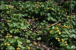 Sumpfdotterblume, Sumpf-Dotterblume, Caltha palustris, Ranunculaceae, Caltha palustris, Sumpf-Dotterblume, Sumpfdotterblume, Habitus blühend Kauf von 00448caltha_palustrisimg_6735.jpg