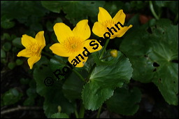 Sumpfdotterblume, Sumpf-Dotterblume, Caltha palustris, Ranunculaceae, Caltha palustris, Sumpf-Dotterblume, Sumpfdotterblume, Habitus blühend Kauf von 00448caltha_palustrisimg_6736.jpg