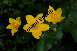 Sumpfdotterblume, Sumpf-Dotterblume, Caltha palustris, Ranunculaceae, Caltha palustris, Sumpf-Dotterblume, Sumpfdotterblume, Habitus blühend Kauf von 00448caltha_palustrisimg_6737.jpg