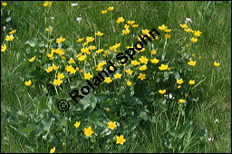 Sumpfdotterblume, Sumpf-Dotterblume, Caltha palustris, Ranunculaceae, Caltha palustris, Sumpf-Dotterblume, Sumpfdotterblume, Habitus blühend Kauf von 00448caltha_palustrisimg_7108.jpg