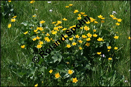 Sumpfdotterblume, Sumpf-Dotterblume, Caltha palustris, Ranunculaceae, Caltha palustris, Sumpf-Dotterblume, Sumpfdotterblume, Habitus blühend Kauf von 00448caltha_palustrisimg_7109.jpg