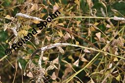 Gewöhnliches Hirtentäschel, Hirten-Täschelkraut, Capsella bursa-pastoris, Brassicaceae, Capsella bursa-pastoris, Gewöhnliches Hirtentäschel, Hirten-Täschelkraut, Habitus blühend und fruchtend Kauf von 00452_capsella_bursapastoris_dsc_1309.jpg