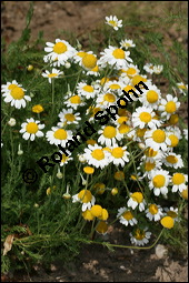 Römische Kamille, Chamaemelum nobile, Anthemis nobilis, Asteraceae, Chamaemelum nobile, Anthemis nobilis, Römische Kamille, Blühend Kauf von 00475chamaemelum_nobileimg_8635.jpg