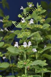 Zitronen-Melisse, Zitronenmelisse, Melisse, Melissa officinalis, Melissa officinalis, Zitronen-Melisse, Zitronenmelisse, Melisse, Lamiaceae, Blühend Kauf von 00476_melissa_officinalis_dsc_2969.jpg