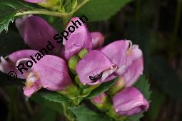 Schildblume, Schlangenkopf, Miesmäulchen, Chelone obliqua, Chelone obliqua, Schildblume, Schlangenkopf, Miesmäulchen, Scrophulariaceae/Plantaginaceae, Blühend Kauf von 00478_chelone_obliqua_dsc_6893.jpg