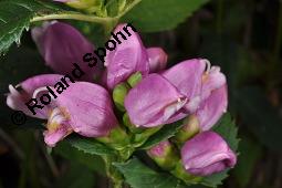 Schildblume, Schlangenkopf, Miesmäulchen, Chelone obliqua, Chelone obliqua, Schildblume, Schlangenkopf, Miesmäulchen, Scrophulariaceae/Plantaginaceae, Blühend Kauf von 00478_chelone_obliqua_dsc_6894.jpg