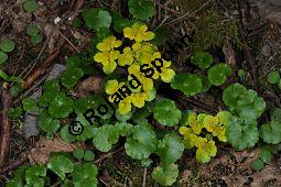 Wechselblättriges Milzkraut, Chrysosplenium alternifolium, Saxifragaceae, Chrysosplenium alternifolium, Wechselblättriges Milzkraut, Blatt Kauf von 00486_chrysosplenium_alternifolium_dsc_3612.jpg