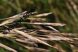 Mutterkorn, Claviceps purpurea, Secale cornutum, Claviceps purpurea, Secale cornutum, Mutterkorn, Ascomycet, Sklerotium, auf Wildgras Kauf von 00500_claviceps_purpurea_dsc_5492.jpg