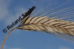 Mutterkorn, Claviceps purpurea, Secale cornutum, Claviceps purpurea, Secale cornutum, Mutterkorn, Ascomycet, Sklerotium, auf Wildgras Kauf von 00500_claviceps_purpurea_dsc_5620.jpg