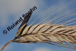 Mutterkorn, Claviceps purpurea, Secale cornutum, Claviceps purpurea, Secale cornutum, Mutterkorn, Ascomycet, Sklerotium, auf Wildgras Kauf von 00500_claviceps_purpurea_dsc_5621.jpg