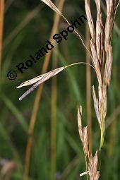 Mutterkorn, Claviceps purpurea, Secale cornutum, Claviceps purpurea, Secale cornutum, Mutterkorn, Ascomycet, Sklerotium, auf Wildgras Kauf von 00500_claviceps_purpurea_dsc_5622.jpg