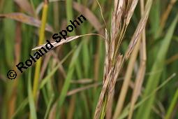 Mutterkorn, Claviceps purpurea, Secale cornutum, Claviceps purpurea, Secale cornutum, Mutterkorn, Ascomycet, Sklerotium, auf Wildgras Kauf von 00500_claviceps_purpurea_dsc_5623.jpg