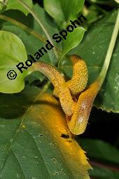 Gewöhnliche Waldrebe, Clematis vitalba, Ranunculaceae, Clematis vitalba, Gewöhnliche Waldrebe, Blühend Kauf von 00502_clematis_vitalba_dsc_2109.jpg