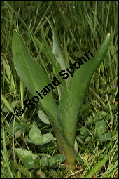 Herbst-Zeitlose, Herbstzeitlose, Wiesensafran, Colchicum autumnale, Liliaceae/Colchicaceae, Colchicum autumnale, Herbst-Zeitlose, Herbstzeitlose, Wiesensafran, fruchtend Kauf von 00507colchicum_autumnaleimg_6527.jpg
