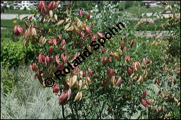 Gewöhnlicher Blasenstrauch, Colutea arborescens, Fabaceae, Colutea arborescens, Gewöhnlicher Blasenstrauch, fruchtend Kauf von 00509colutea_arborescensimg_3389.jpg
