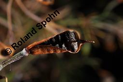 Acker-Rittersporn, Feld-Rittersporn, Consolida regalis, Delphinium consolida, Ranunculaceae, Consolida ajacis, Delphinium ajacis, Acker-Rittersporn, Feld-Rittersporn, Blühend Kauf von 00512_consolida_regalis_dsc_2581.jpg