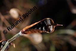 Acker-Rittersporn, Feld-Rittersporn, Consolida regalis, Delphinium consolida, Ranunculaceae, Consolida ajacis, Delphinium ajacis, Acker-Rittersporn, Feld-Rittersporn, Blühend Kauf von 00512_consolida_regalis_dsc_2582.jpg