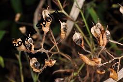 Acker-Rittersporn, Feld-Rittersporn, Consolida regalis, Delphinium consolida, Ranunculaceae, Consolida ajacis, Delphinium ajacis, Acker-Rittersporn, Feld-Rittersporn, Blühend Kauf von 00512_consolida_regalis_dsc_2584.jpg