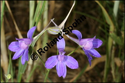 Acker-Rittersporn, Feld-Rittersporn, Consolida regalis, Delphinium consolida, Ranunculaceae, Consolida ajacis, Delphinium ajacis, Acker-Rittersporn, Feld-Rittersporn, Blühend Kauf von 00512consolida_regalisimg_2449.jpg