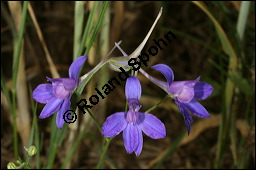 Acker-Rittersporn, Feld-Rittersporn, Consolida regalis, Delphinium consolida, Ranunculaceae, Consolida ajacis, Delphinium ajacis, Acker-Rittersporn, Feld-Rittersporn, Blühend Kauf von 00512consolida_regalisimg_2450.jpg