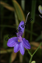 Acker-Rittersporn, Feld-Rittersporn, Consolida regalis, Delphinium consolida, Ranunculaceae, Consolida ajacis, Delphinium ajacis, Acker-Rittersporn, Feld-Rittersporn, Blühend Kauf von 00512consolida_regalisimg_2451.jpg